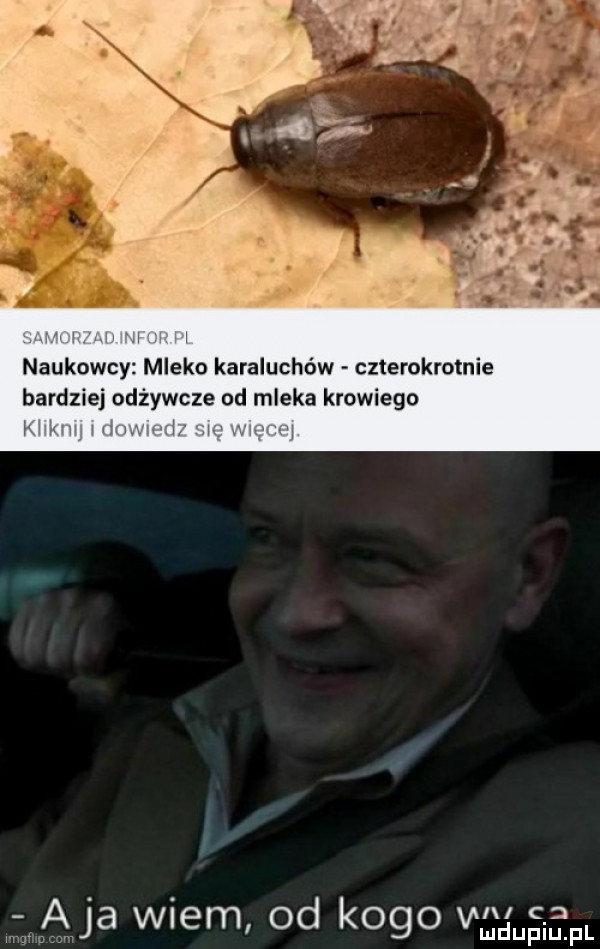 naukowcy mleko karaluchów czterokrotnie bardziej odżywcze od mleka krowiego aja wiem od kogo w mqmucom