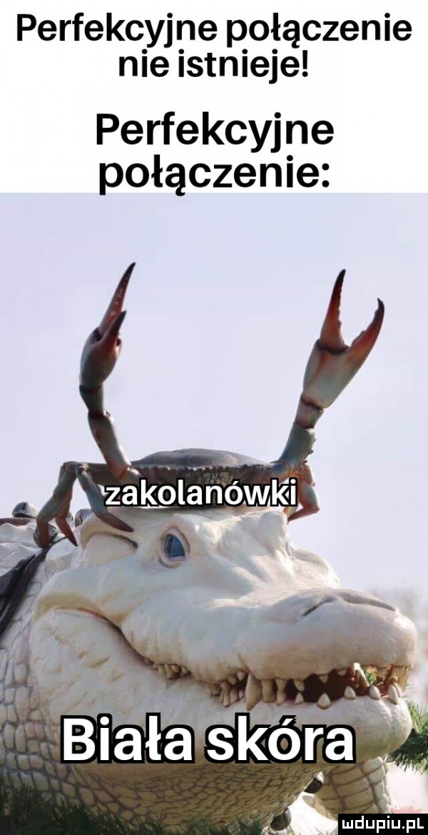 perfekcyjne p omączenie nie istnieje perfekcyjne połączenie zakplanowl éi
