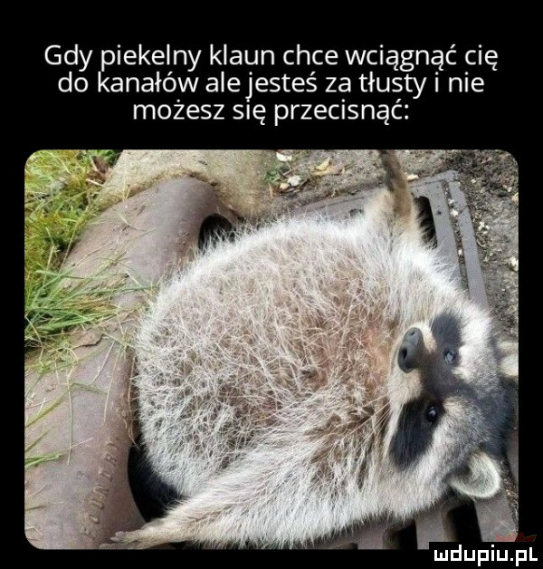 gdy piekelny klaun chce wciągnąć cię do kanałów alejesteś za tłusty i nie możesz się przecisnąć