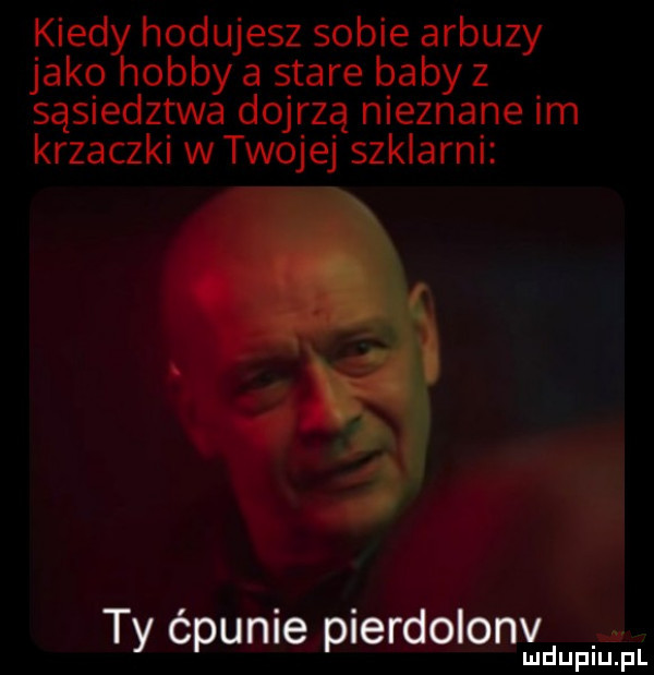 kiedy hodujesz sobie arbuzy jako hobby a stare baby   sąsiedztwa dojrzą nieznane im krzaczki w twojej szklarni lilii ty ćpunie pierdolonv i. lu upiu pl