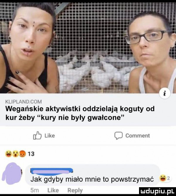 kliplanu   m wegańskie aktywistki oddzielają koguty od kur żeby kury nie były gwałcone like c comment