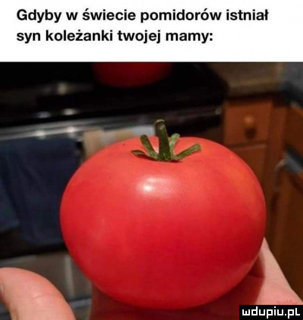 gdyby w świecie pomidorów istniał syn koleżanki twojej mamy ludupiiiel