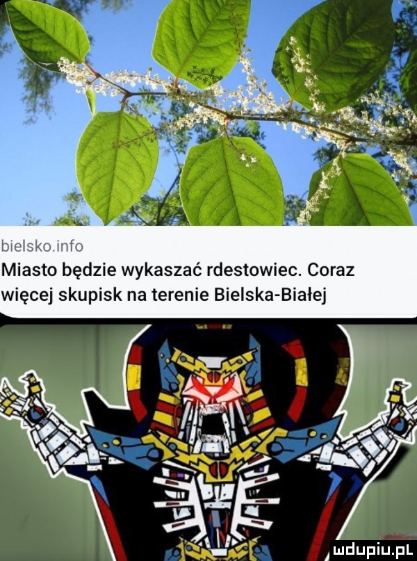 g funk bwe sko meo miasto będzie wykaszać rdestowiec. coraz więcej skupisk na terenie bielska białej