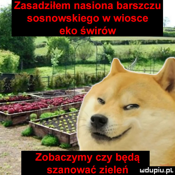 Obrazek