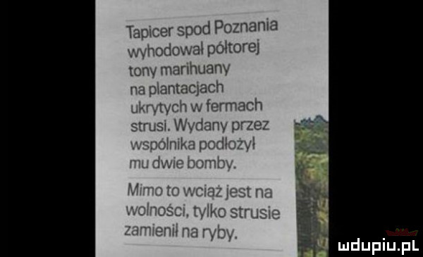 timer spod poznaka wyhodowal ponure unv manhuanv m uwantaqach ukrytych w formach strus. wydany przez w um i udupiu pl
