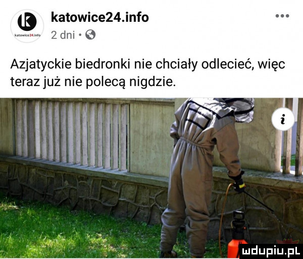 katowice   info m  dni azjatyckie biedronki nie chciały odlecieć więc terazjuż nie polecą nigdzie