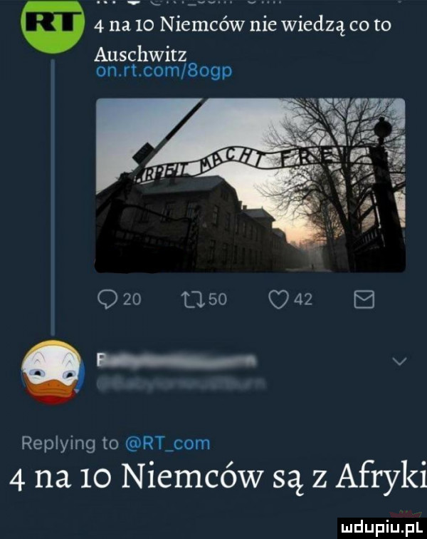 na    niemców nie wiedzą co to auschwitz on racom bopp replying to racom   na    niemców są z afryki