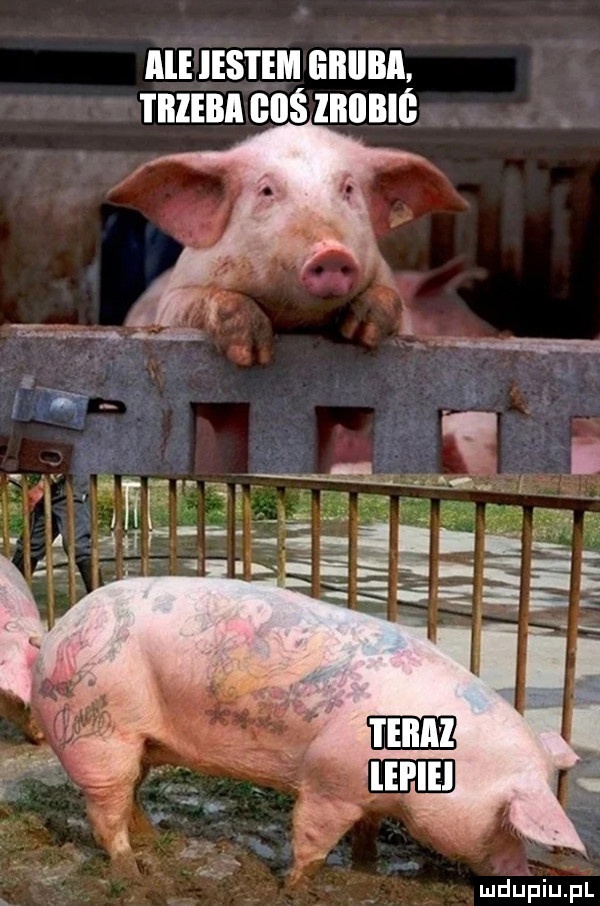 ale iestęm iilllllll. i iilebi iś liliibiś