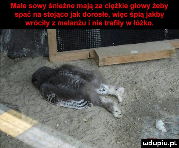 mace sowy śnieżne mają za ciężkie głowy żeby spać na stojąco jak dorosłe więc śpią jakby wróciły z melanżu i nie tramy w łóżko