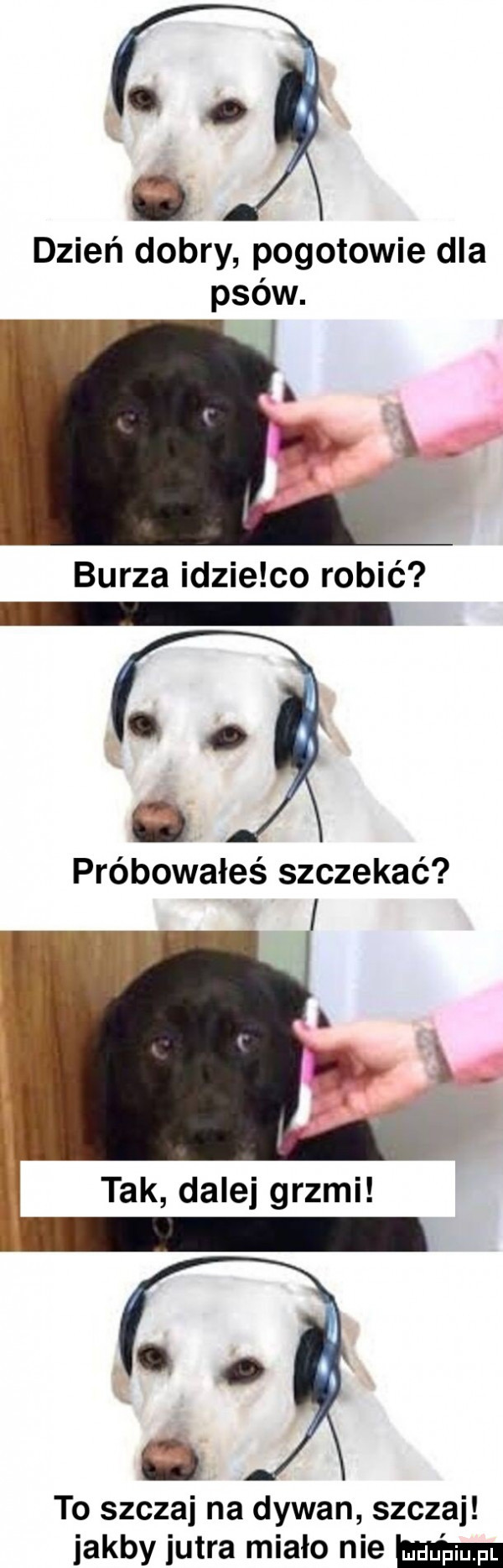 o   dzień dobry pogotowie dla psów. burza idzie co robić gl próbowałeś szczekać tak dalej grzmi o c to szczaj na dywan szczaj jakby jutra mialo nie ma