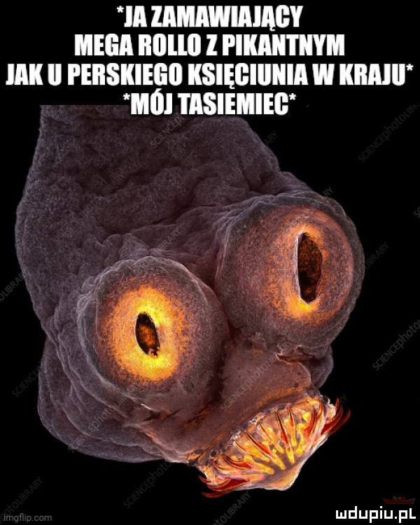 m zamawiam mega bollil i pikali i iiym iii ii pebskiegii księgiiiiiia w klllllr mai tisiehieb