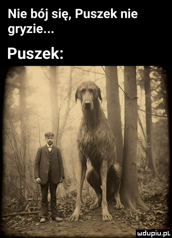 nie bój się puszek nie gryzie. puszek