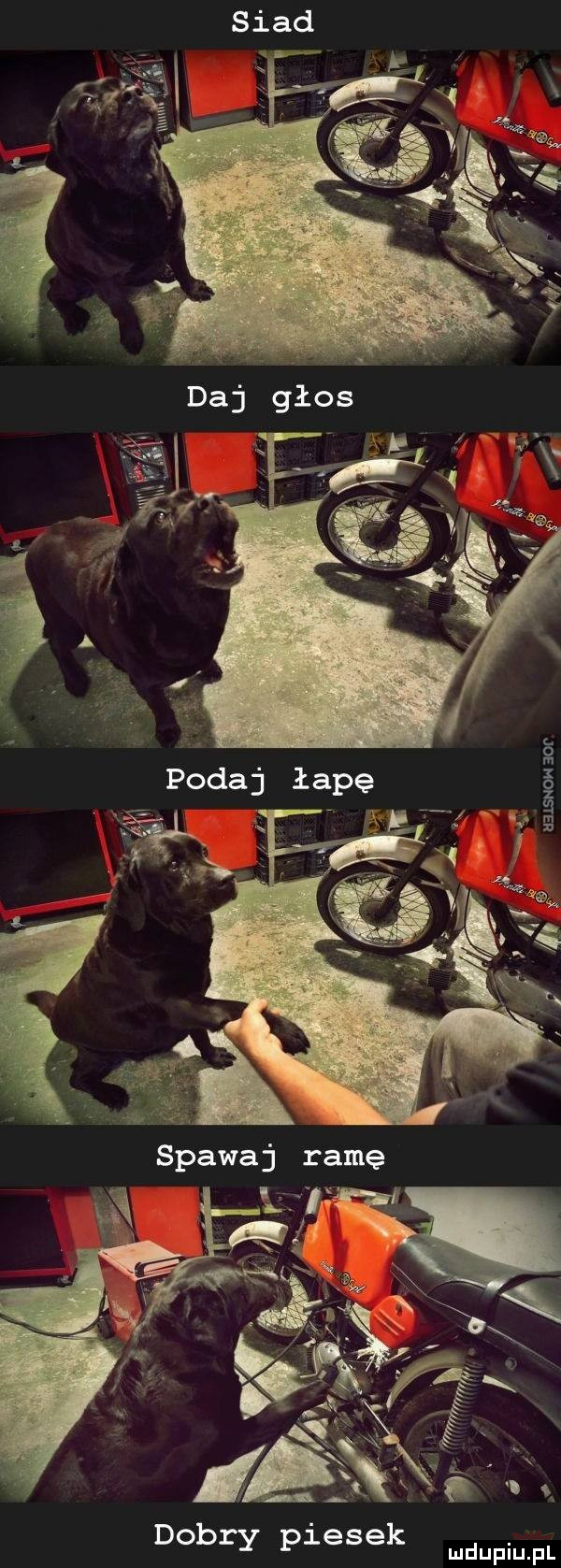 podaj łapę m uajsnoh bor il. l