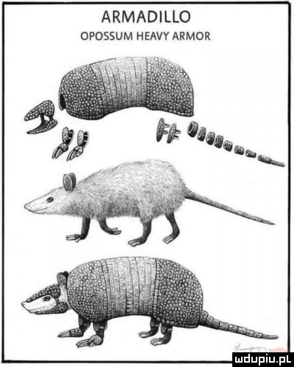 armadillo opossum heavy armor