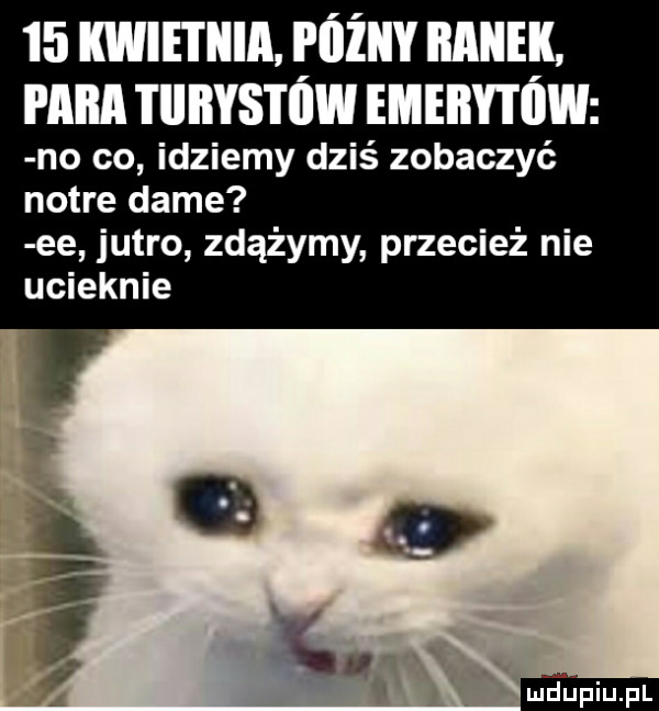 mmmmźuv mung mm iunvsmwmmmw no co idziemy dziś zobaczyć notce dame ee jutro zdążymy przecież nie ucieknie