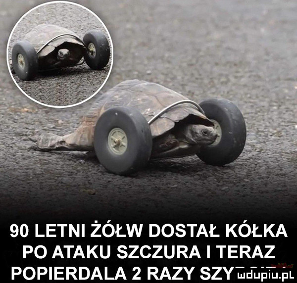 letni żółw dostał kółka po ataku szczura i teraz popierdala   razy suma mm