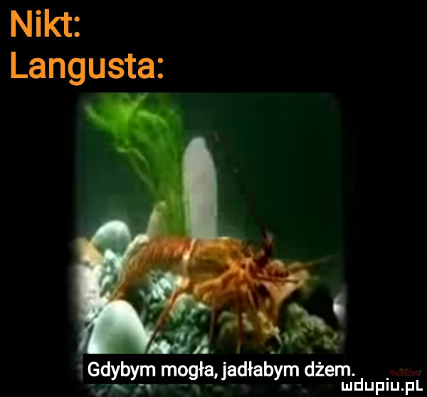 nikt langusta gdybym mogła jadłabym dżem. q ludupiu. pl