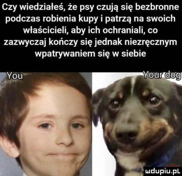 czy wiedziałeś że psy czują się bezbronne podczas robienia kupy i patrzą na swoich właścicieli aby ich ochraniali co zazwyczaj kończy się jednak niezręcznym wpatrywaniem się w siebie w wvgour do g i. a bx