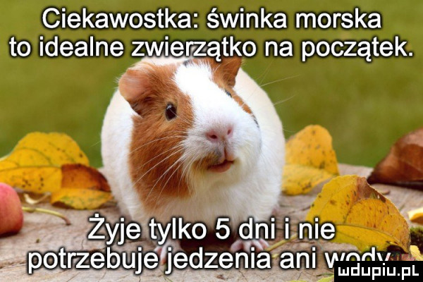 ciekawostka świnka morska to idealne zwierzątko na początek. żyje tylkó   dniliznie v ma jedzenlaf an wndv