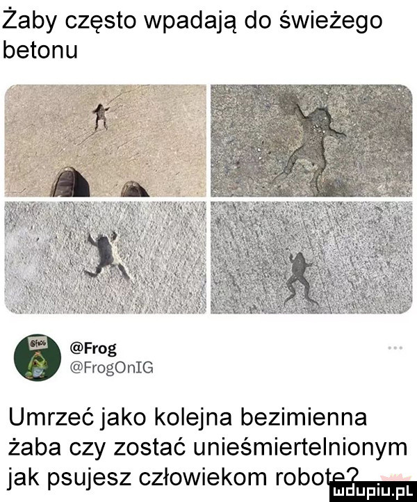 żaby często wpadają do świeżego betonu flog frogonig umrzeć jako kolejna bezimienna żaba czy zostać unieśmiertelnionym jak psujesz człowiekom robiłam
