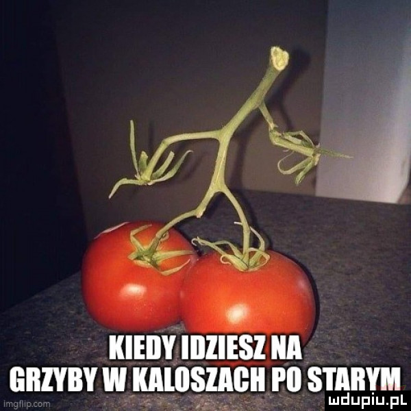 Obrazek