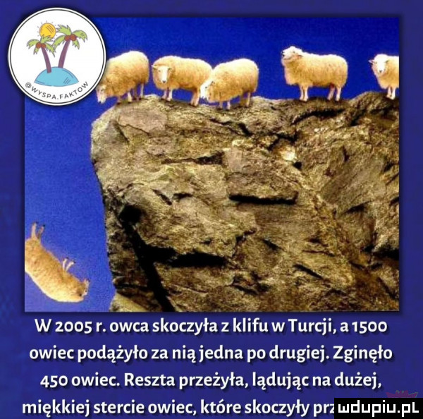 owiec podążyło za niejedna po drugiej. zginęło     owiec. reszta przeżyła lądując na dużej miękkiej stercie owiec które skoczyły pr