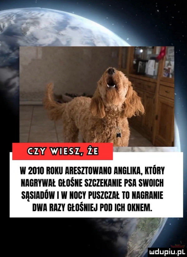 n ctv wiesz że w      ﬂﬂllll lﬂesztljwllllﬂ gum. który iiighywał thlśiie szgzeiuiiiie psa swoich sęsiiiifiw i w iiogy puszgzii. ibl iiagiiaiiie dni hcv liłuśiiie l plii ich llkiiem. u