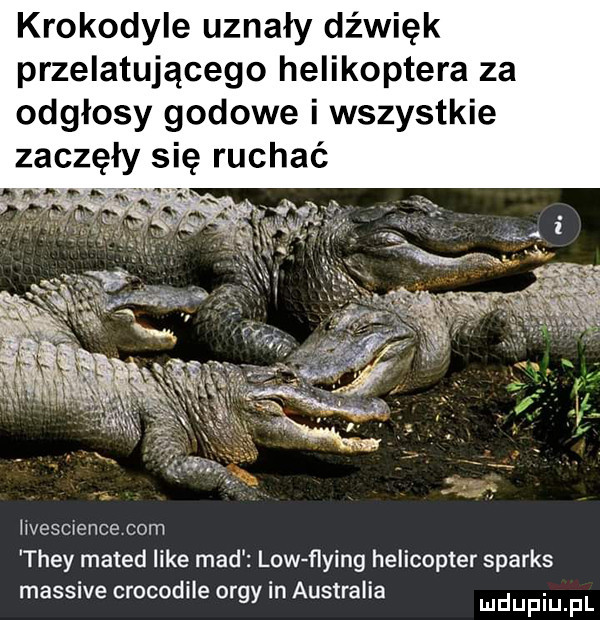 krokodyle uznały dźwięk przelatującego helikoptera za odgłosy godowe i wszystkie zaczęły się ruchać ilvesclence com they mated like mad low flying helikopter sparks masowe crocodlle ordy in australia