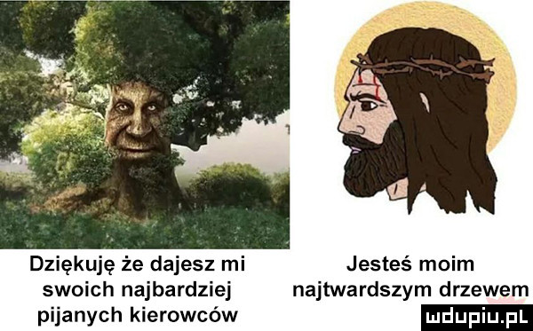 dziękuję że dajesz mi jesteś moim swoich najbardziej najtwardszym drzewem pijanych kierowców