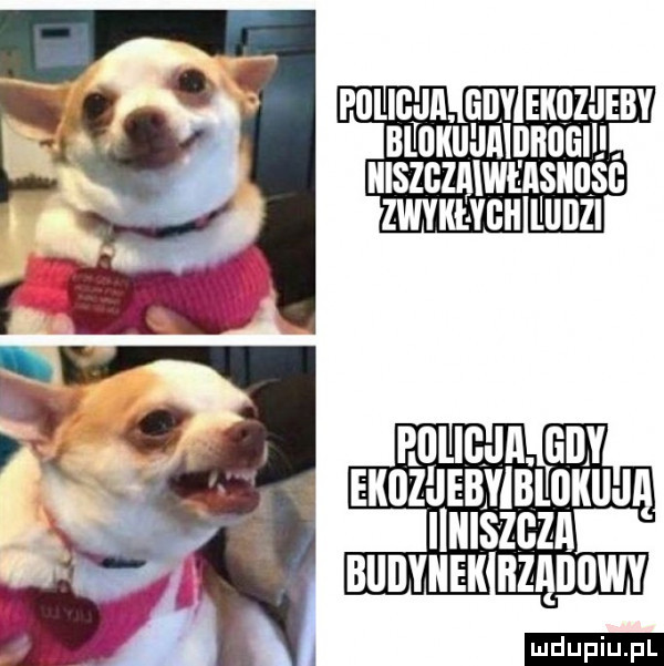 pelikan. any ekozjeby bﬂuxuunlunnalu. mszczmwmsuusc zwm vcu liunzi snżumvnimlćuaą ilmszczn ludu iu. l