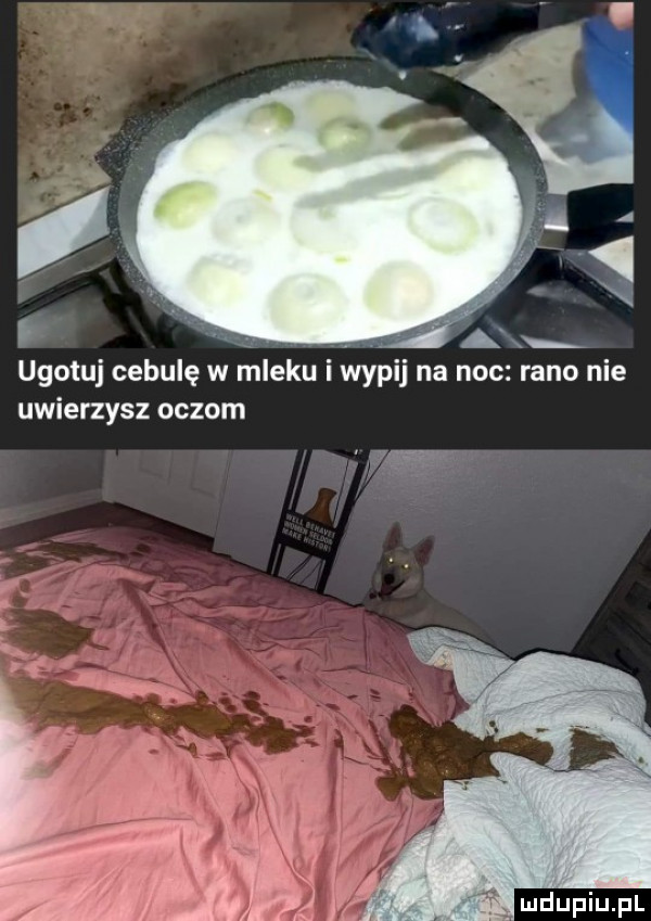 a ugotuj cebulę w mleku i wypij na noc rano nie uwierzysz oczom