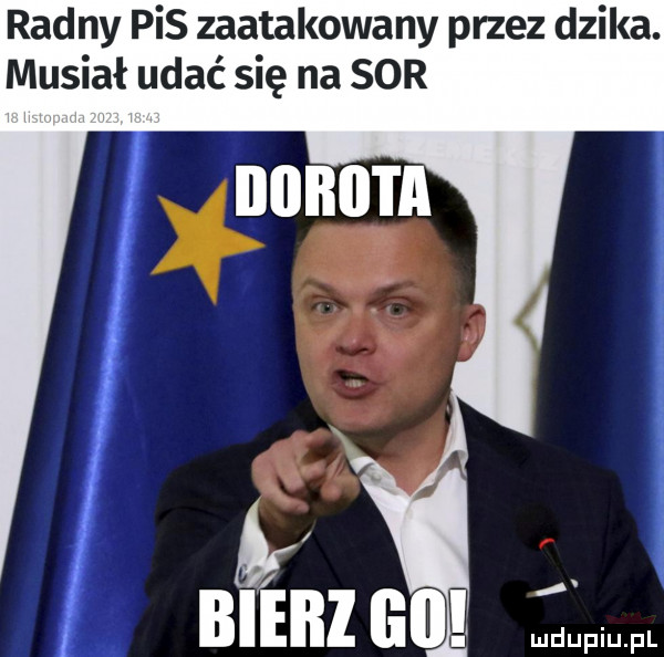 radny pis zaatakowany przez dzika. musiał udać się na sor