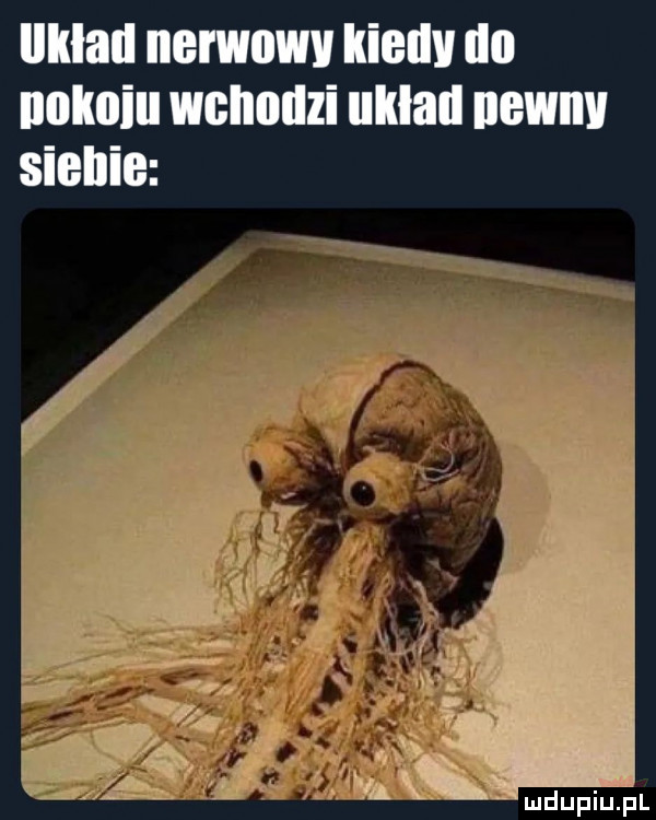 llklau nerwowy iiiellil lin ilnlmiu wchodzi układ newnii siebie