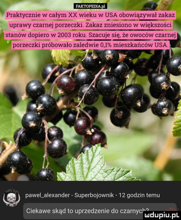 pawelaiexander superbojownik    godzin temu   ciekawe skąd to uprzedzenie do czarnych mdupiu f