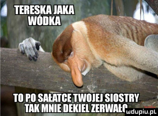 nosowa a w   iii i ll smtgeiwiiiei siiistiiy tak m llekiel lerwałi fi fl
