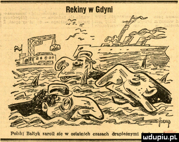 rekiny w gdyni polski bałtyk tai lee w mkhich crumb drapie mymi m