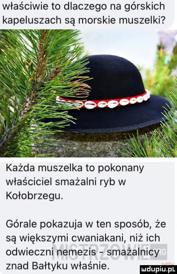 właściwie to dlaczego na górskich każda muszelka to pokonany właściciel smażalni ryb w kołobrzegu. górale pokazuja w ten sposób że są większymi cwaniakami niż ich odwieczni nemezis smażalnicy znad bałtyku właśnie