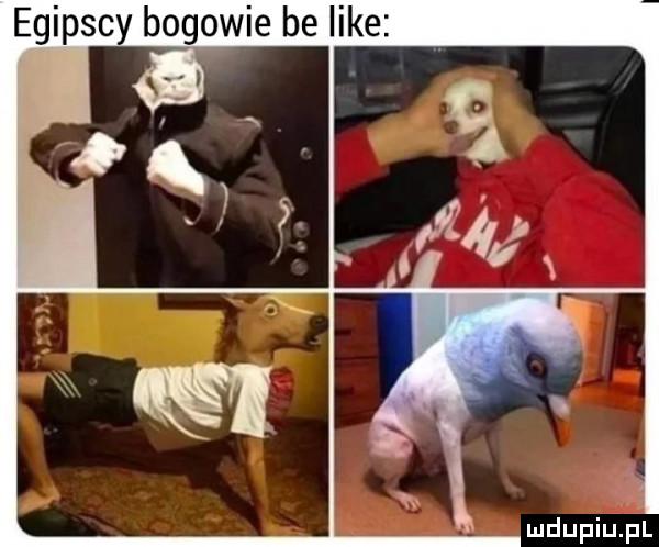 egipscy bogowie be like v