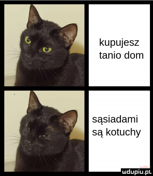 kupujesz tanio dom sąsiadami są kotuchy