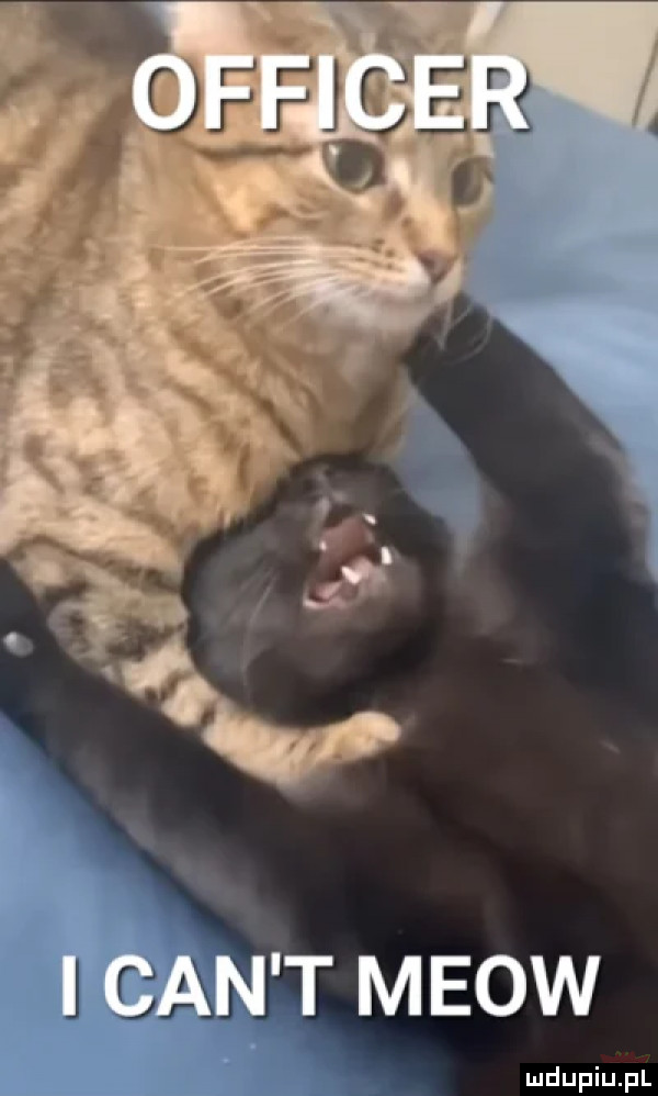 i cen t meow