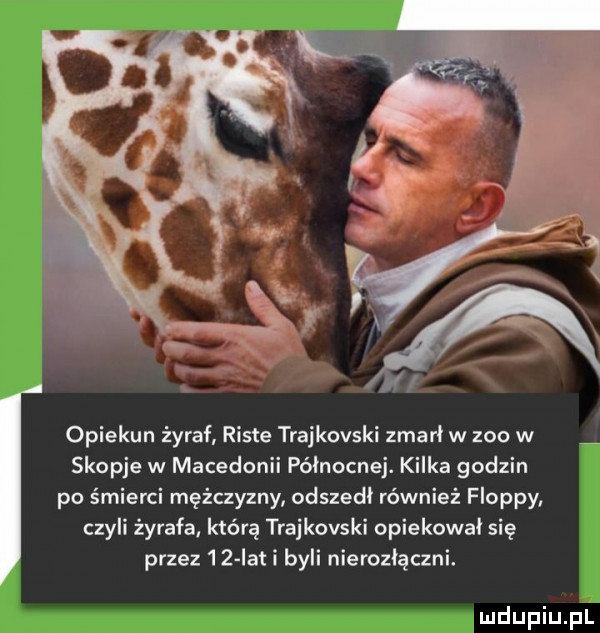 opiekun żyraf risie trajkovski zmarł w zoo w skopje w macedonii północnej. kilka godzin po śmierci mężczyzny odszedł również flopsy czyli żyrafa którą trajkovski opiekował się przez    lat i byli nierozłączni