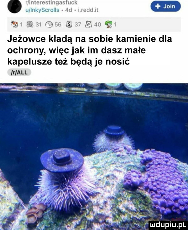 mel v   jeżowce kładą na sobie kamienie dla ochrony więc jak im dasz małe kapelusze też będą je nosić