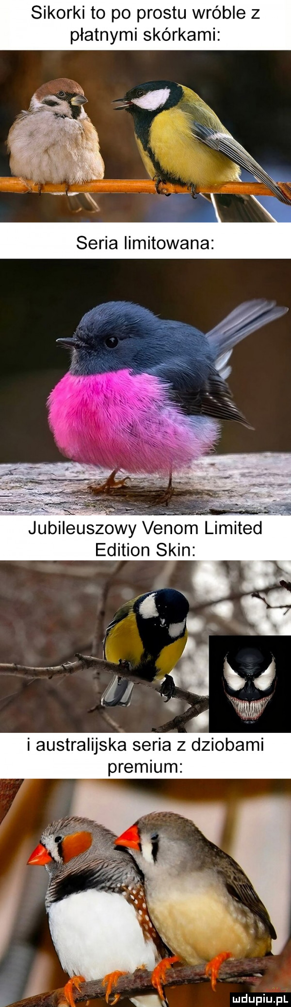sikorki to po prestu wróble z płatnymi skórkami jubilg uszowy vanom liriiited edition skin i i australijska seria z dziobami premium   i