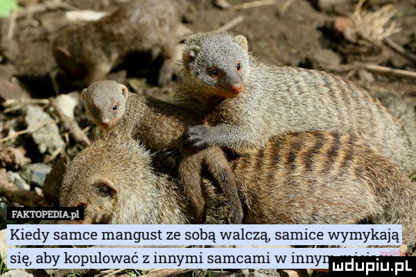 kiedy samce mangust ze sab ą walczą sam e wymykaj