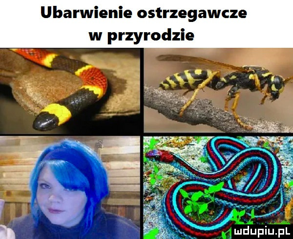 ubarwienie ostrzegawcze w przyrodzie