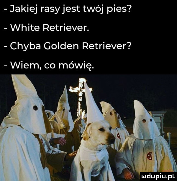 jakiej rasyjest twój pies white retriever. chyba golden retriever wiem co mówię