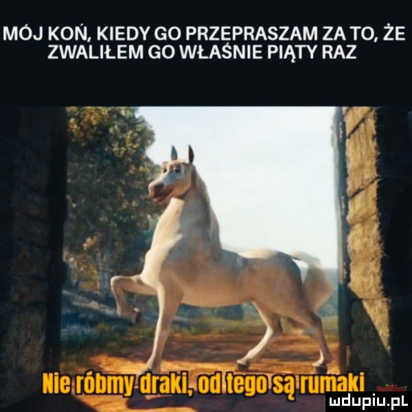 mój kon kiedy go przepraszam za to że zwaliłem go właśnie piąty raz