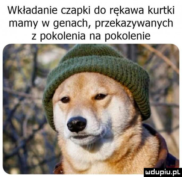 wkładanie czapki do rękawa kurtki mamy w genach przekazywanych z pokolenia na pokolenie