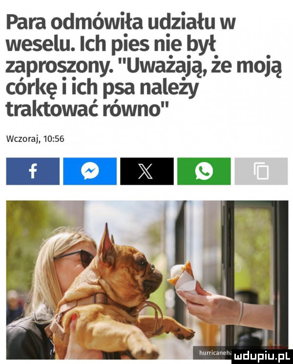 para odmówiła udziału w weselu. ich pies nie był zapros zony. uważają że moją córkę ich psa należy traktować równo wczoraj       am i