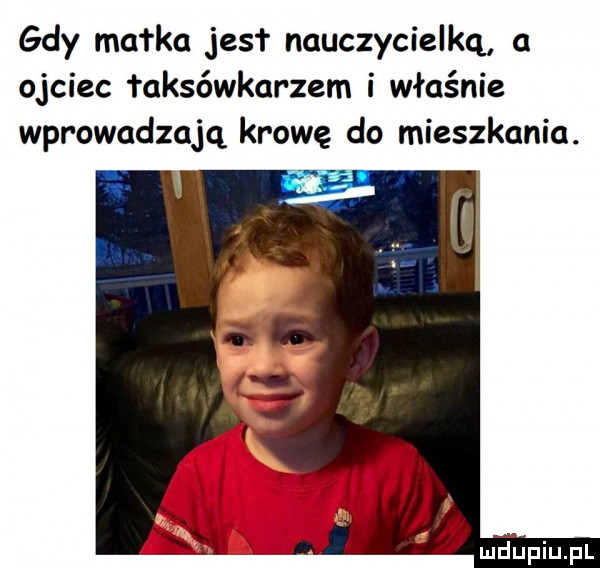 gdy ma rca jus nauczycielką a ojciec taksówkarzem i właśnie wprowadzają krowę do mieszkania. miupiupl
